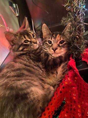 Maine Coon – two kittens