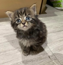 Scottish Fold – kittens
