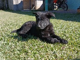 German Shepherd – Filhote Pastor Alemão de Trabalho Genética e Qualidade 🧬 – Mafra