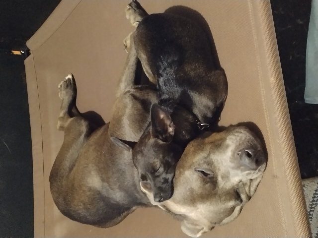 Chihuahua – Nashima Melanina Cason