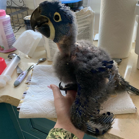 Hyacinth Macaw – 5 month old hyacinth macaw for sale