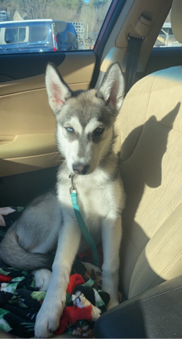 Siberian Husky – Husky Puppy