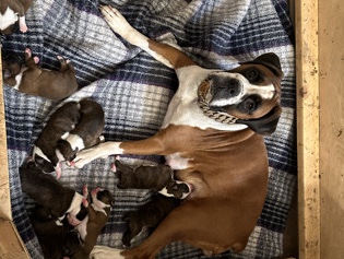 Boxer – AKC boxers – Pueblo