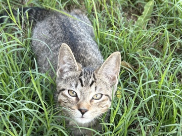 Angel – Copperas Cove