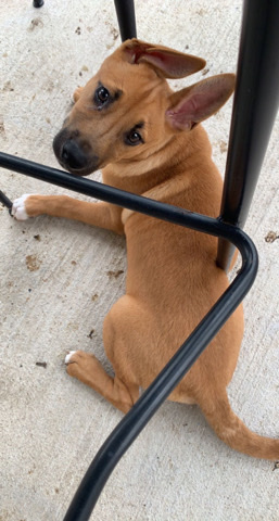 Bull Terrier (Miniature) – has to go sadly