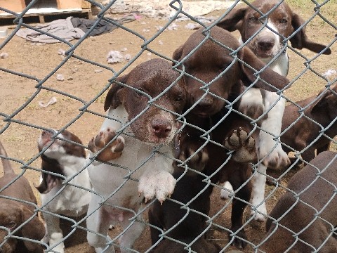 Bernedoodle Pointer Puppies Looking for Their Forever Homes! – Milltown