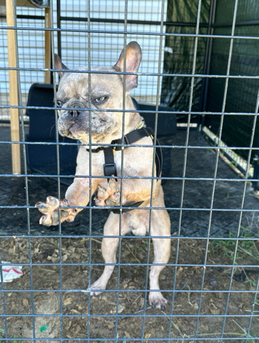 French Spaniel – Freddie