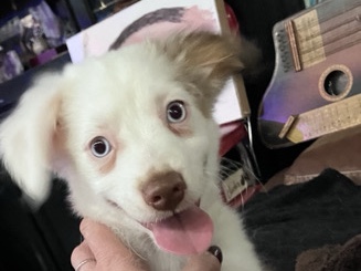 Miniature Australian Shepherd - Mini Aussies available for adoption in Dallas