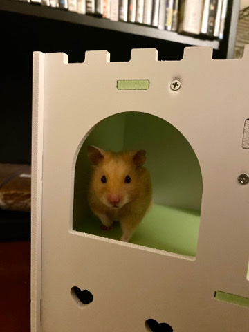 Teddy bear hamster