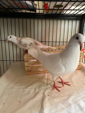pigeons in need of rehoming!