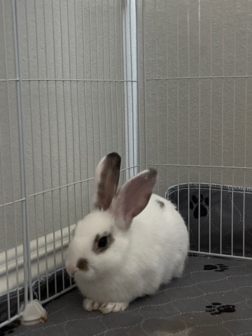 Dwarf rabbit