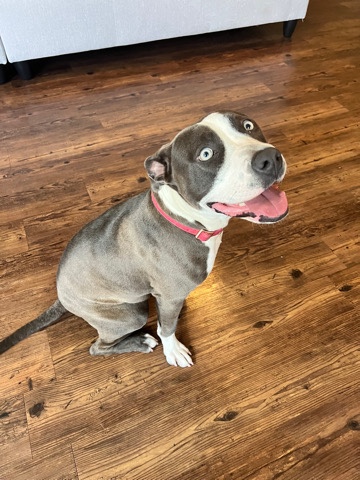 American Pit Bull Terrier – Free Girl Dog Blue American Pitbull Terrier