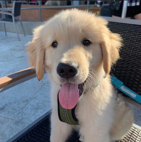 Golden Retriever – Hi my name is Max