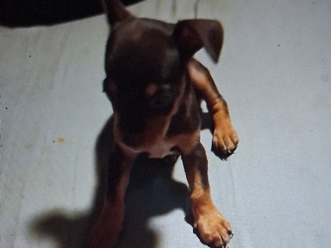 Miniature Pinscher – Chipin Puppy - 9 Weeks Old – Phoenix