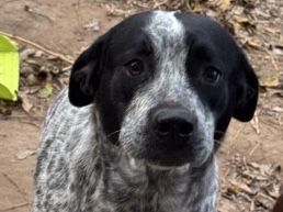 Sibling Dogs/1 White + Female /1 Oreo + Male – Houston