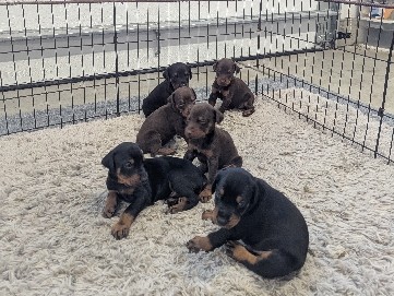 Doberman Pinscher – Doberman's in San Jose CA – Santa Clara