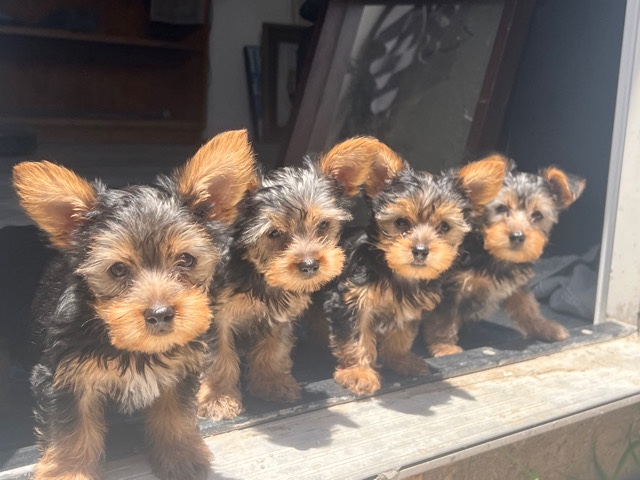 Yorkshire Terrier – Yorkie puppies CKC – Beverly Hills