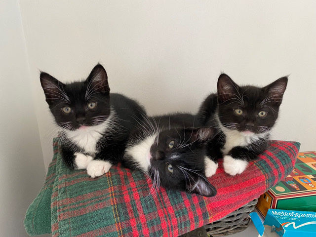 British Semi-longhair – 4 fluffy and energetic kittens ready for new homes