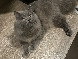British Longhair – ADOPT CAT