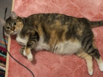 need to rehome – Yuba City