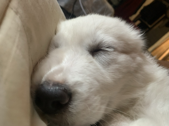 Great Pyrenees – anybody want a puppy – Buckeye