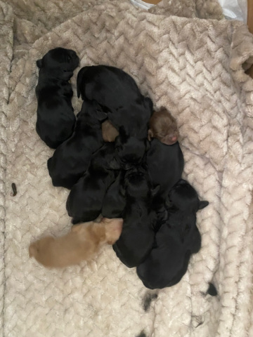American Cocker Spaniel – dogs for sale