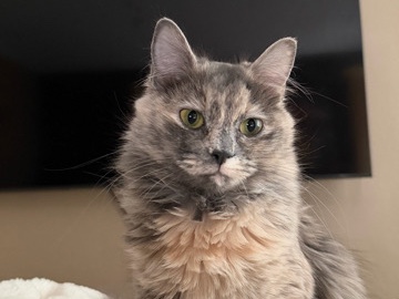 Oriental Longhair – Domestic Long hair – Knoxville
