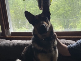 German Shepherd – German Shepherd Remmy – Birdsboro