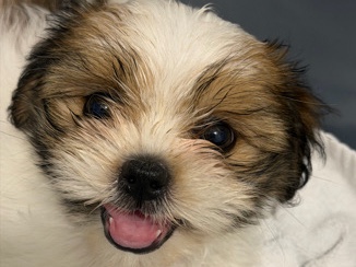 Shih Tzu – Shihtzu la – Toronto