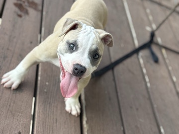 Greek Harehound – America Bully Puppy – Thibodaux