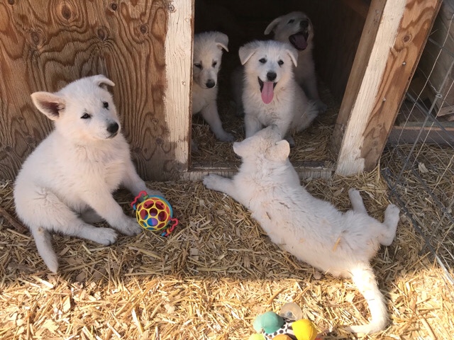White Shepherd – FCI & UKC Swiss Shepherd Puppies