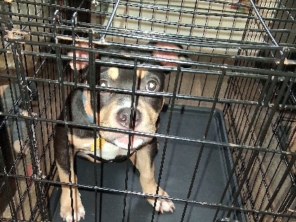 American Pit Bull Terrier – American Pit Bull Terrier Puppy for Sale – 15 Weeks Old in Raleigh – Raleigh