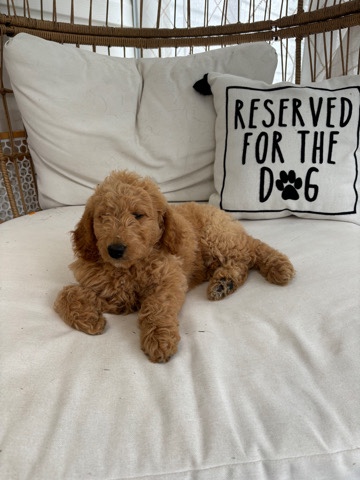 mini Golden doodle