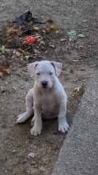 American Staffordshire Terrier – Pitbull