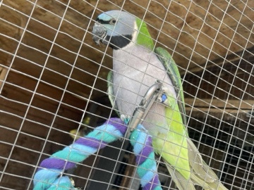 Derbyan parakeets 
