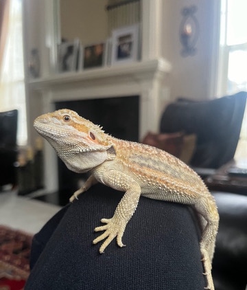pluto the bearded dragon