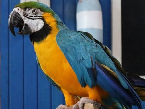 Macaw – Macaw birds – Dubai
