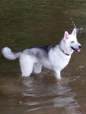 German Shephard/Husky Mix