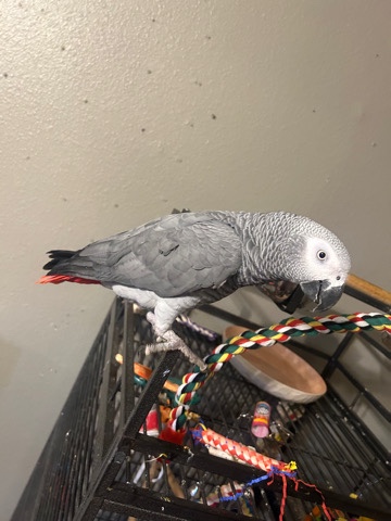 African Grey 