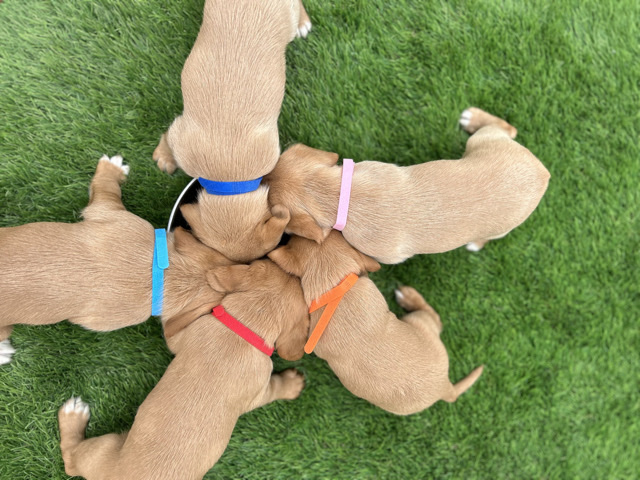 Labrador Retriever – cockador puppies Labrador X Cockerspaniel