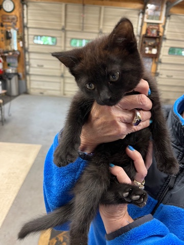 Maine Coon – Beautiful Litter Trained Kittens
