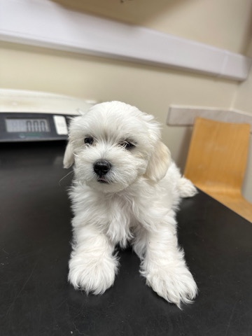 Beautiful Bichon Maltese puppies