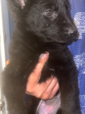 puppy