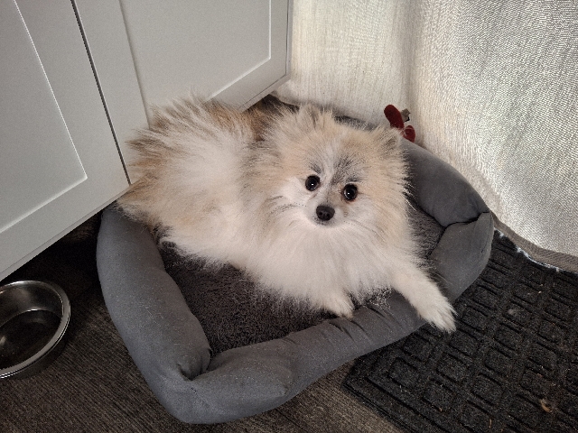Pomeranian – Tito – Tacoma