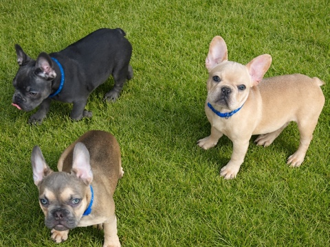 French Bulldog – 🐾 Purebred French Bulldog Puppies – Scottsdale, AZ 🐾 – Phoenix