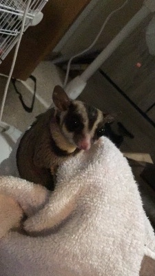 2 suger gliders