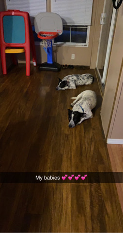 Labrador Retriever – Cole and Cleo need new homes