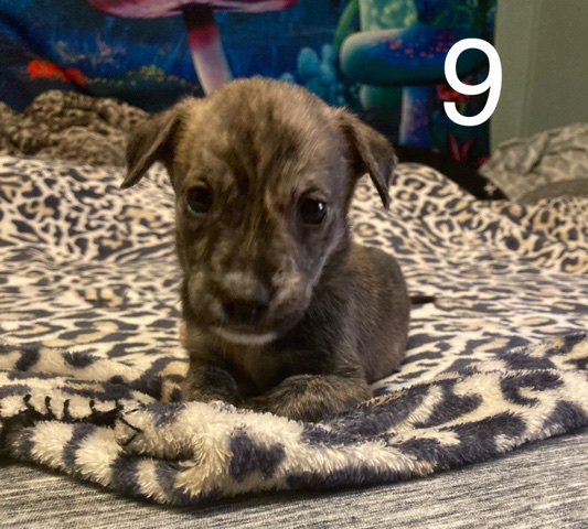American Pit Bull Terrier – male 9.