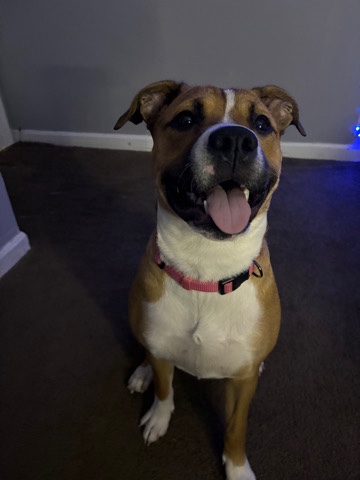 American Pit Bull Terrier – 11month female pit/rott mix