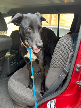 Lost Cattle dog mix Delilah